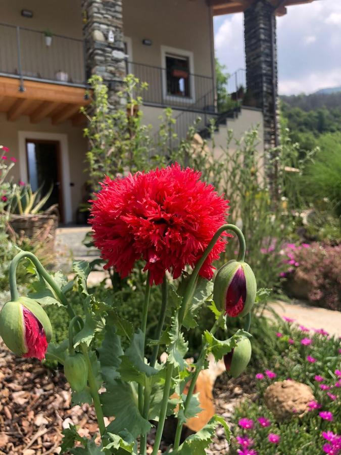 PaesanaSemi Al Vento: La Bio-Casa Nel Giardino Incantato!アパートメント エクステリア 写真