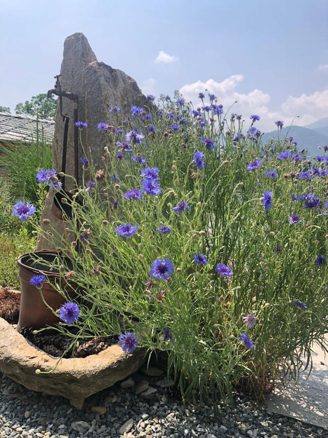 PaesanaSemi Al Vento: La Bio-Casa Nel Giardino Incantato!アパートメント エクステリア 写真